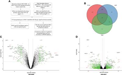 Evolutionary Relationships Between Dysregulated Genes in Oral Squamous Cell Carcinoma and Oral Microbiota